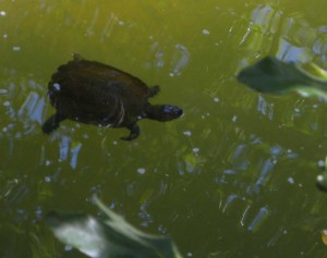 Turtle in Broken River