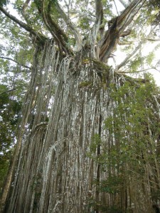 Curtain fig tree