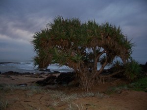 Beach Tree