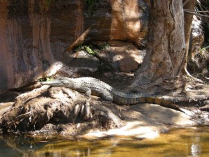 Croc at Cobbalt Gorge