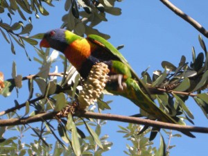 rosella