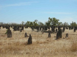 termite mounds