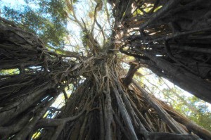 Fig Tree Meditation Pyramid